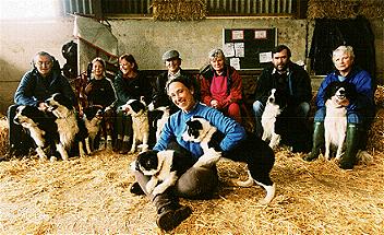 A group of volunteers and dogs