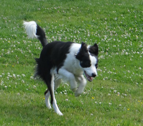 Frankie enjoying a run