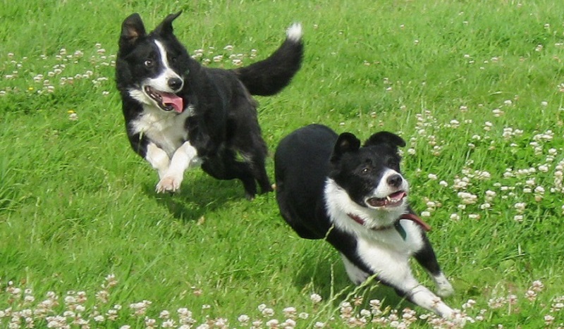 Pedigree collie best sale