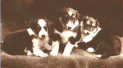 Historic BC Pups