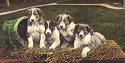 Historic BC Pups