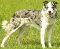 Typical Blue Merle
