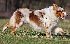 Typical Red Merle